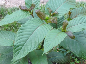 Experts Speak Out on Benefits of Kratom: Why it Would be a Mistake to Ban It !