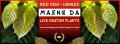 Live Red Vein Maeng Da Kratom Tree Clones