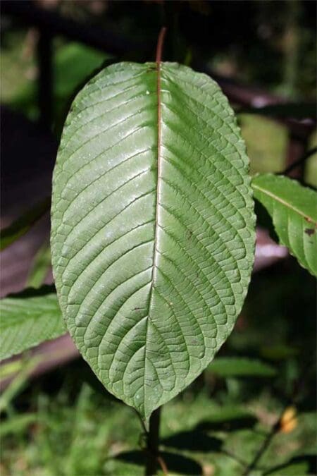 Morning Sunshine Kratom Blend
