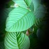 Super Green Malay, Hybrid Stimulating & Relaxing Kratom Aromas
