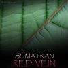 Sumatran Red Vein