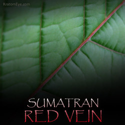 Sumatra Red Vein Kratom