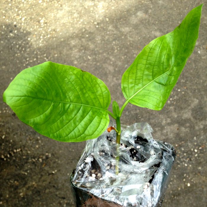 Live Kratom Plants, Trees, Cuttings, Clones. Grow Your Own Kratom. Rifat, Malaysian.