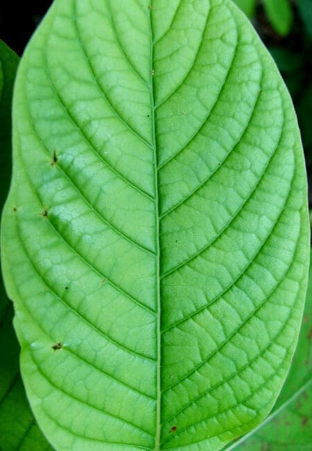 Sumatran White Vein