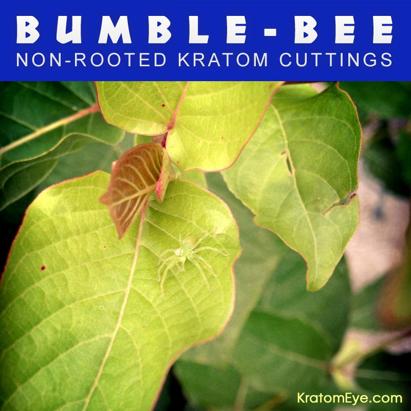 Live Kratom Cuttings - Bumbe Bee Vietnam Strain