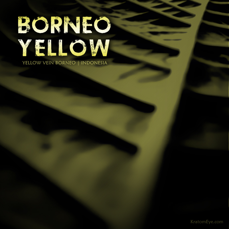 Borneo Yellow Vein Kratom, Rare Strain