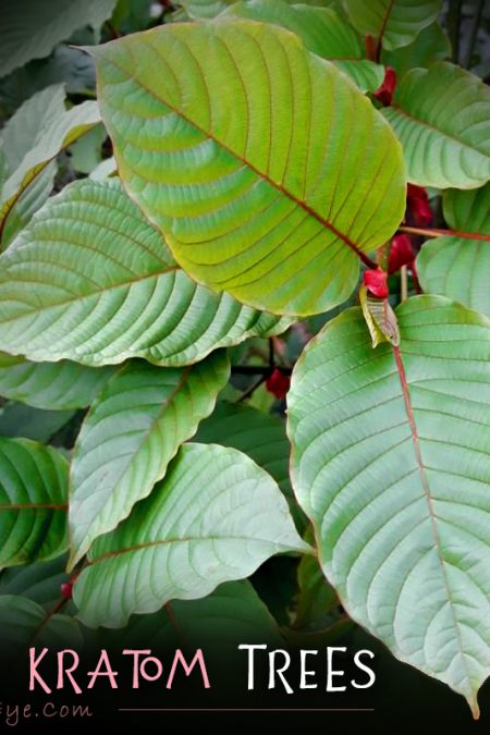 Red, Green, White Vein Live Kratom Trees, Plants, Clones, Cuttings