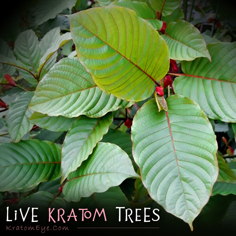 Red, Green, White Vein Live Kratom Trees, Plants, Clones, Cuttings