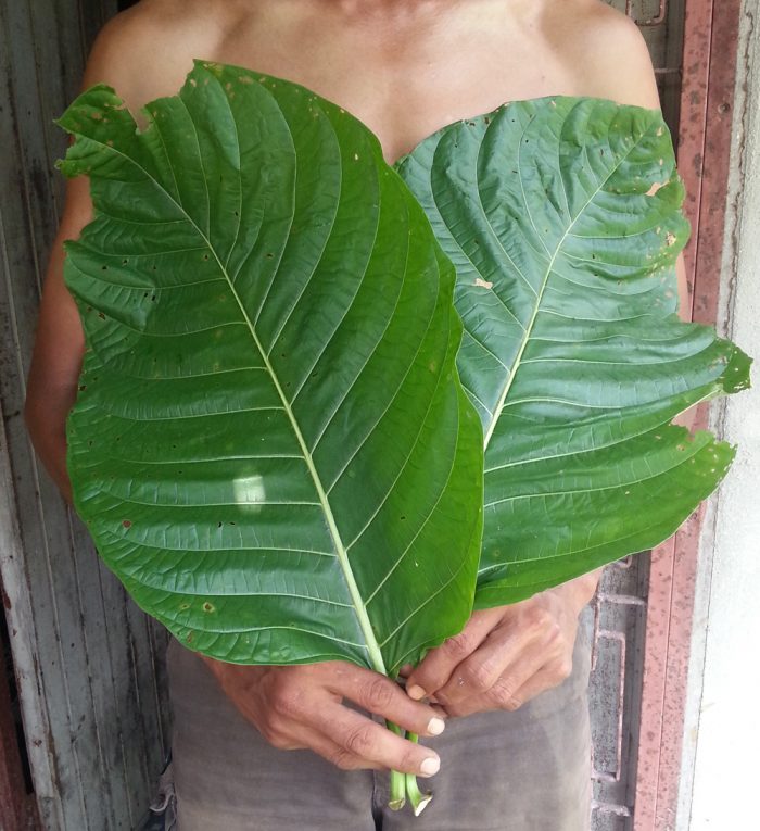 elephant kratom white vein thai large leaf