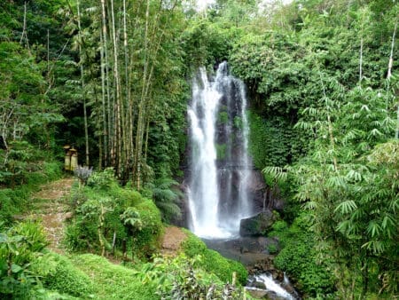 bali jungle kratom