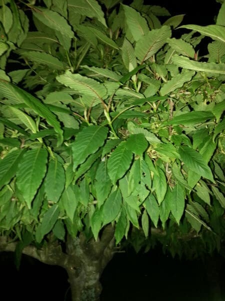 Authentic Malaysian Kratom Trees