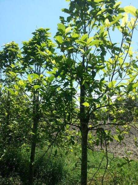 Green Malaysian Kratom