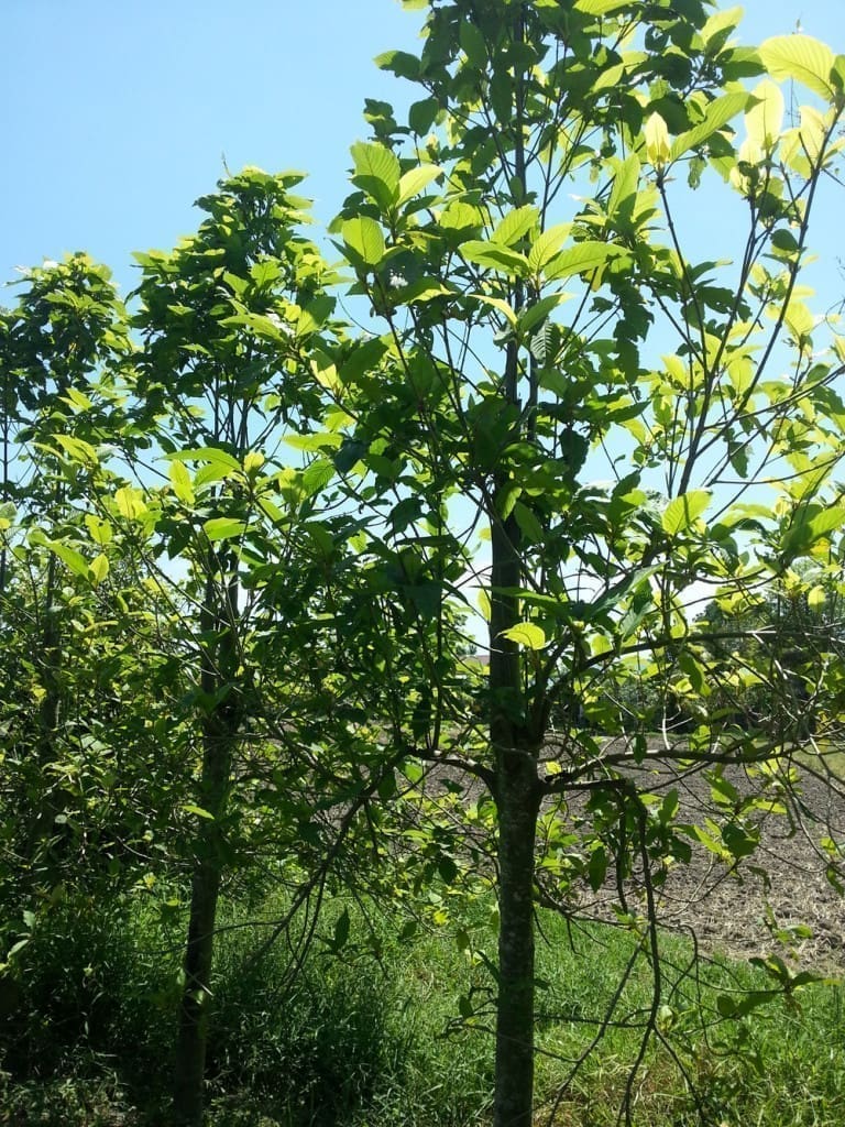 Green Malaysian Kratom