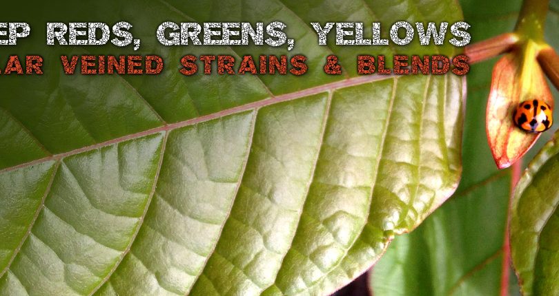 Best Deep Red Yellow Green Veined Kratom, Strains Blends Exclusives