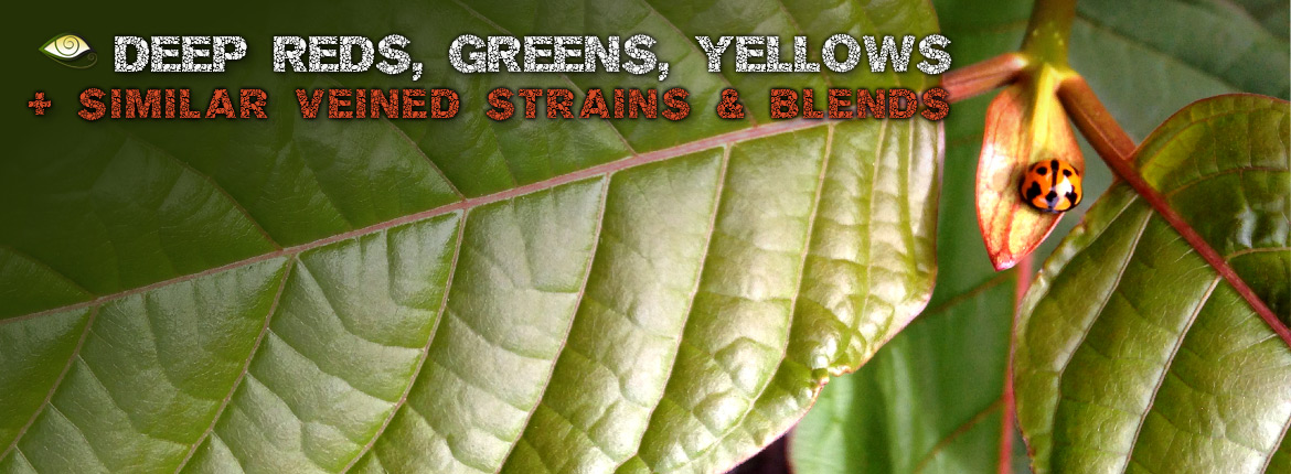 Best Deep Red Yellow Green Veined Kratom, Strains Blends Exclusives