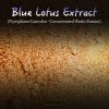 Egyptian Blue Lotus Extract (Super Concentrated) - Nymphaea Caerulea - Kratom Substitutes