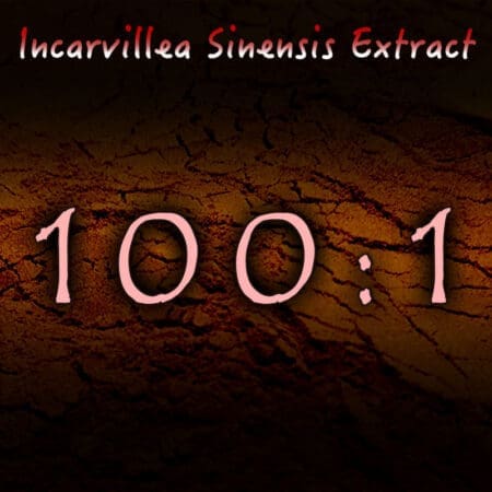 Incarvillea Sinensis 100:1 Extract - Herbal Pain, Insomnia, Anxiety Support