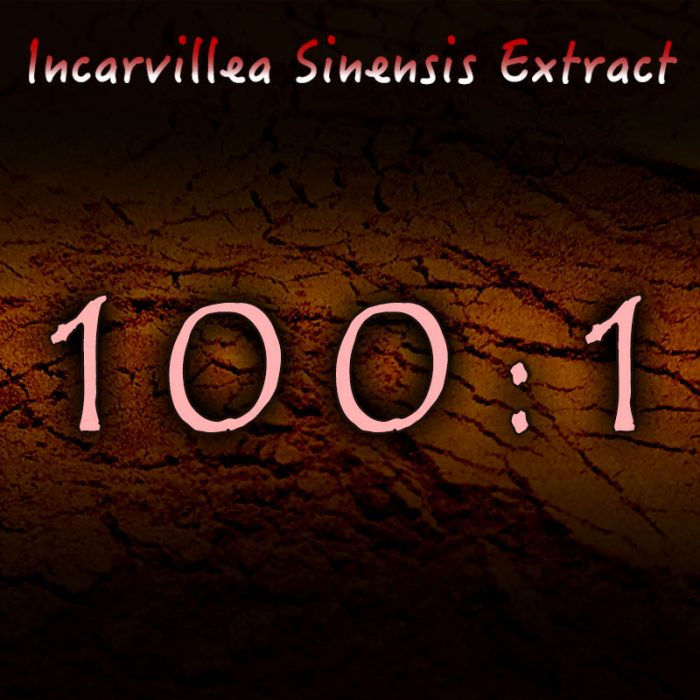 Incarvillea Sinensis 100:1 Extract - Herbal Pain, Insomnia, Anxiety Support