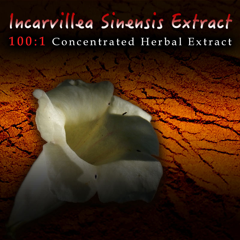 Incarvillea Sinensis 100:1 Extract / Concentrate