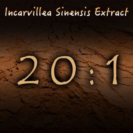 Incarvillea Sinensis 20:1 Extract - Herbal Pain, Insomnia, Anxiety Support