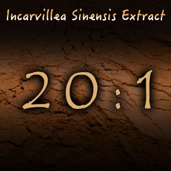 Incarvillea Sinensis 20:1 Extract - Herbal Pain, Insomnia, Anxiety Support