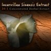 Incarvillea Sinensis 20:1 Extract / Concentrate