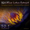 50:1 Blue Lotus Extract (Super Concentrated) - Nymphaea Caerulea - Kratom Alternatives