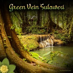 Green Vein Sulawesi Kratom, Rare & Special Strain