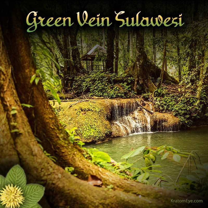 Green Vein Sulawesi Kratom