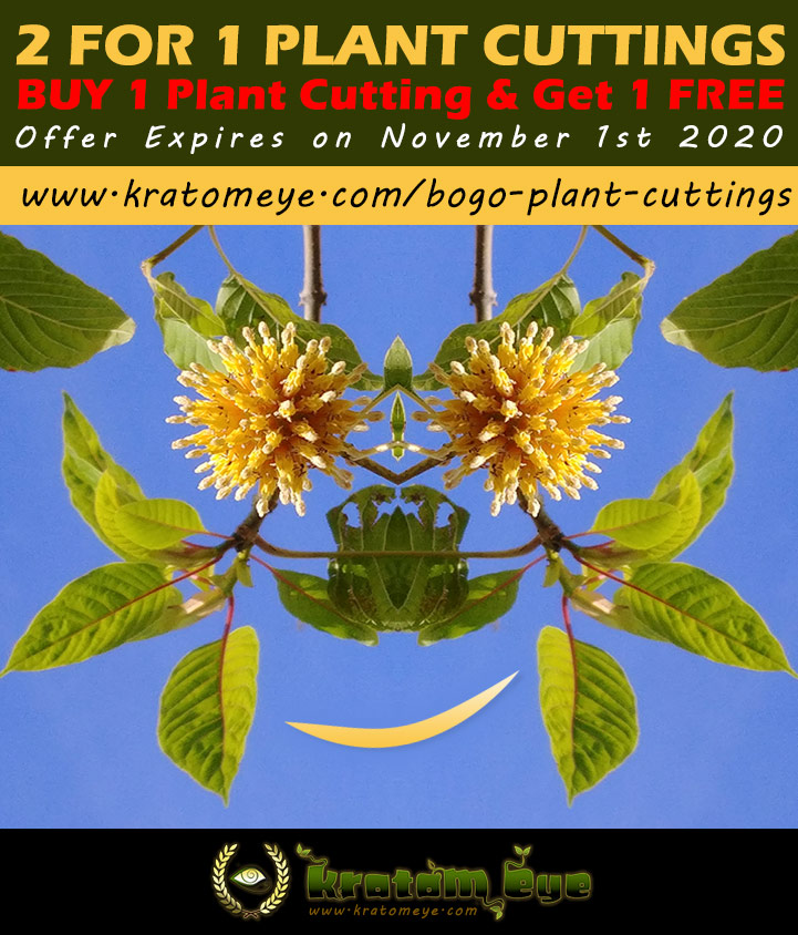 2 for 1 Kratom Plant Cutting Promotion - Buy 1 Get 1 Free
