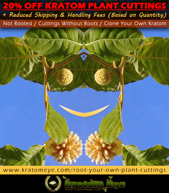 20% OFF Kratom Plant 'Cuttings' & Reduced Shipping!