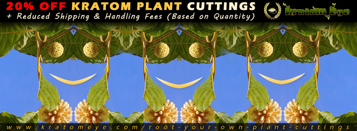 Kratom Plant Cuttings - Non-Rooted