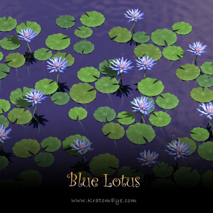 Blue Lotus Flower Extract