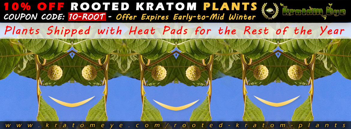 10% OFF Discount Sale Rooted Kratom Plant, Tree