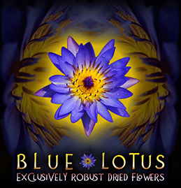 The Best Dried Blue Lotus Flowers - Nymphaea Caerulea