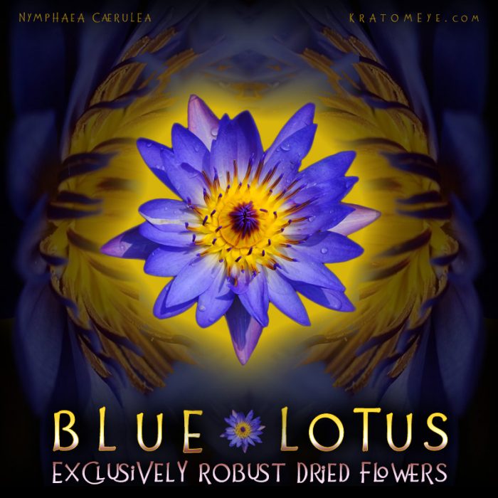 Exclusively Robust Dried Blue Lotus Flowers - Nymphaea Caerulea