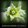 Ashwagandha Extract (Withania somnifera)