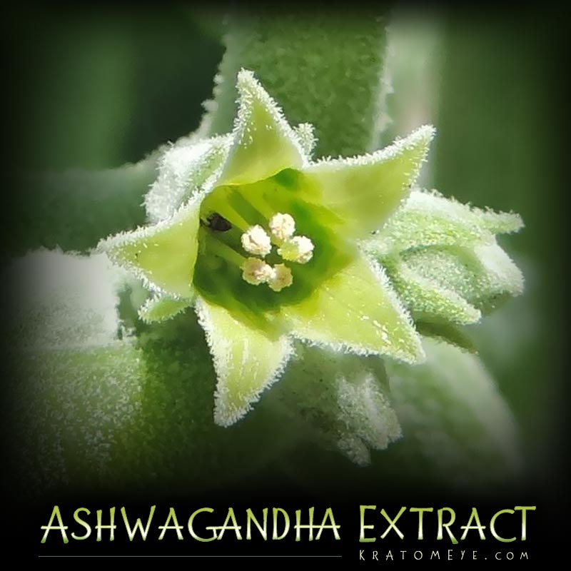 Ashwagandha Extract (3%) - Withania Somnifera