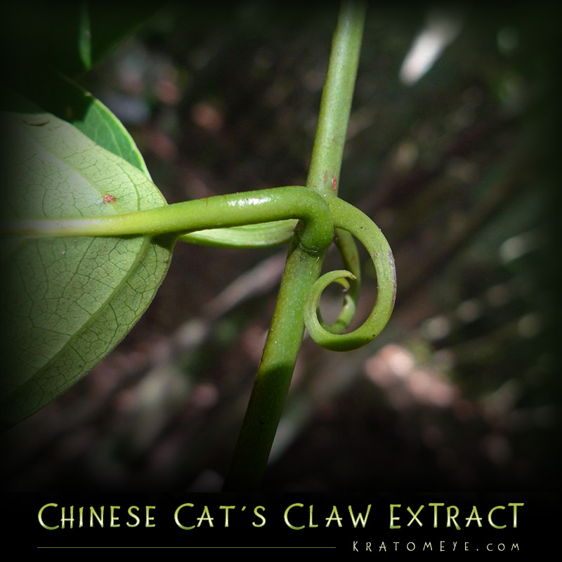 Chinese Cat's Claw Extract (20:1 Concentration) - Uncaria Rhynchophylla