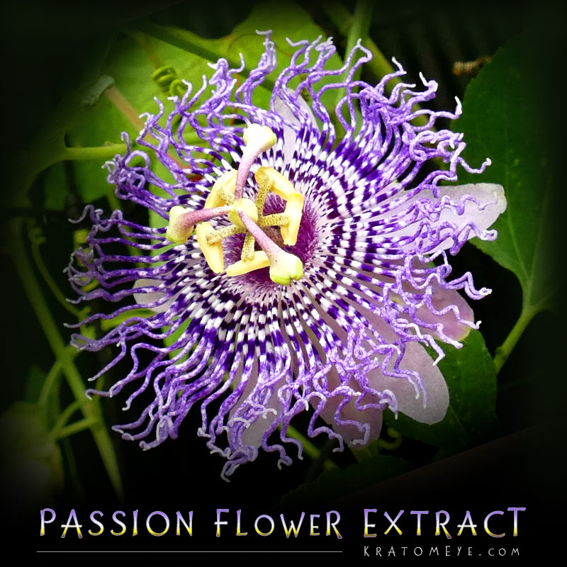 Passion Flower Extract (20:1 Concentration) - Passiflora Incarnata