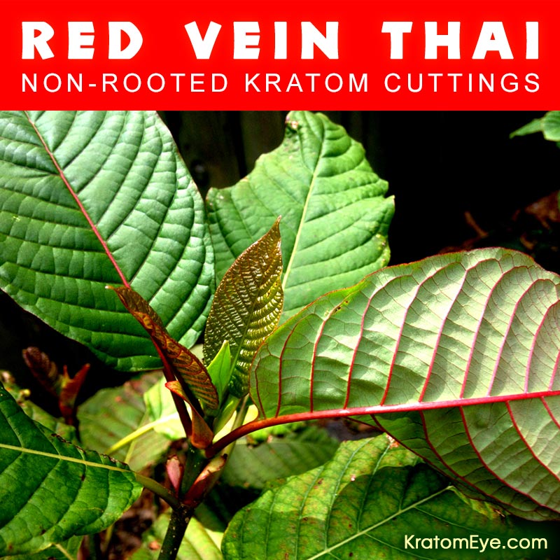 (Non-Rooted Cuttings) Kratom Plants: RED VEIN THAI