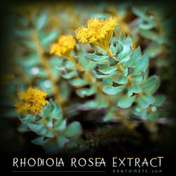 Rhodiola Rosea Extract (3% Rosavins)