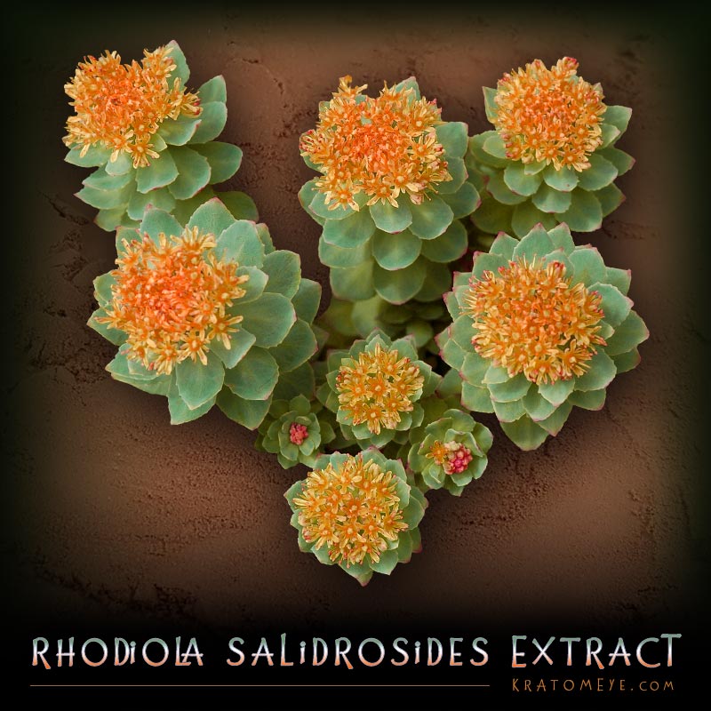Rhodiola Rosea Salidrosides Extract (3% Salidrosides)