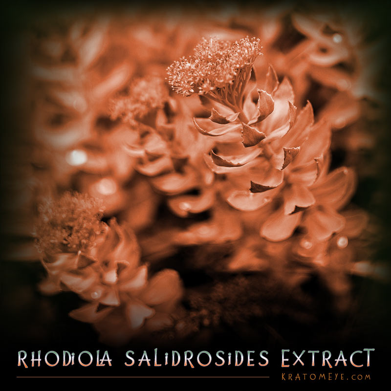 Rhodiola Rosea Extract (3% Salidrosides)