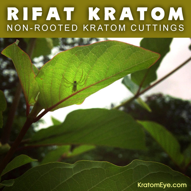 Live Kratom Cuttings - Rifat Thai Strain