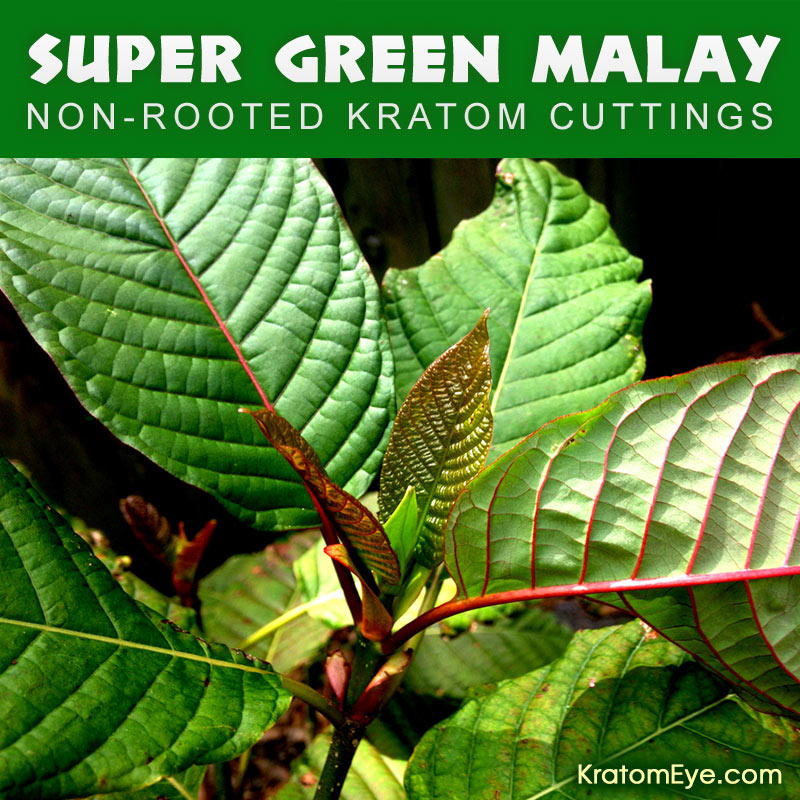 Live Kratom Cuttings - Super Green Malay Strain