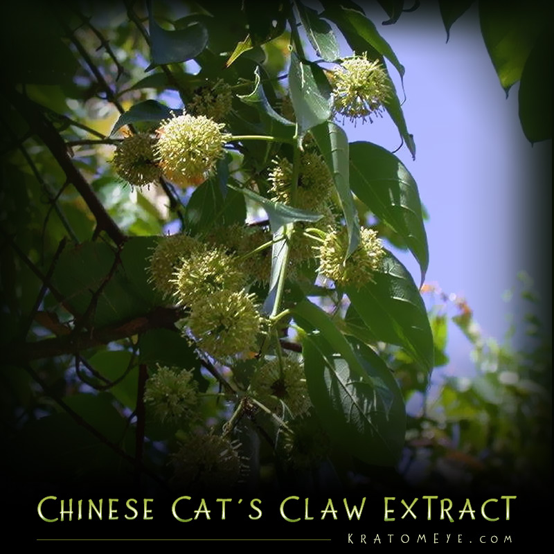 Chinese Cat's Claw - aka Gou-Teng - Uncaria Rhynchophylla