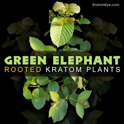 Green Elephant, Borneo Strain - Live Kratom Rooted Plants