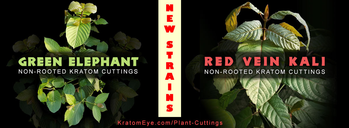 Green Elephant & Red Vein Kalimantan Strains - Live Kratom Rooted Plants