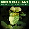 Live Kratom Cuttings - Green Elephant, Borneo Strain